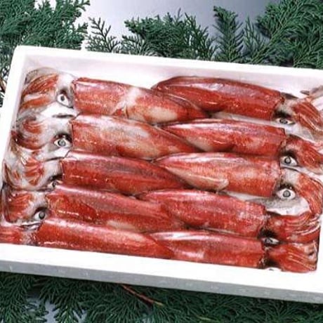 [送料込] 白イカ(冷凍)(10匹)【香住北よし】