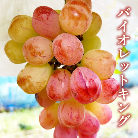 [送料込]8月下旬発送開始！贅沢ぶどう詰め合わせセット(5種計5房)【あさつゆ 愛のぶどう園】