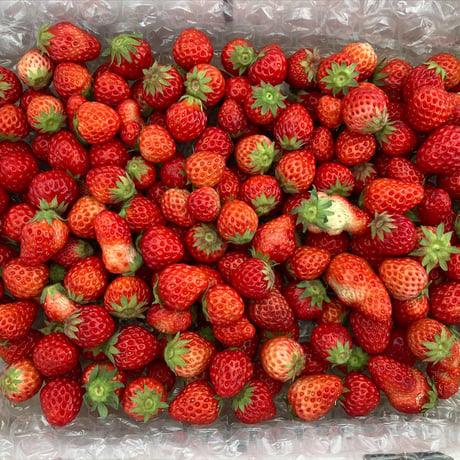 [送料込]小粒いちご 紅ほっぺ(1kg)【河南いちご農場】