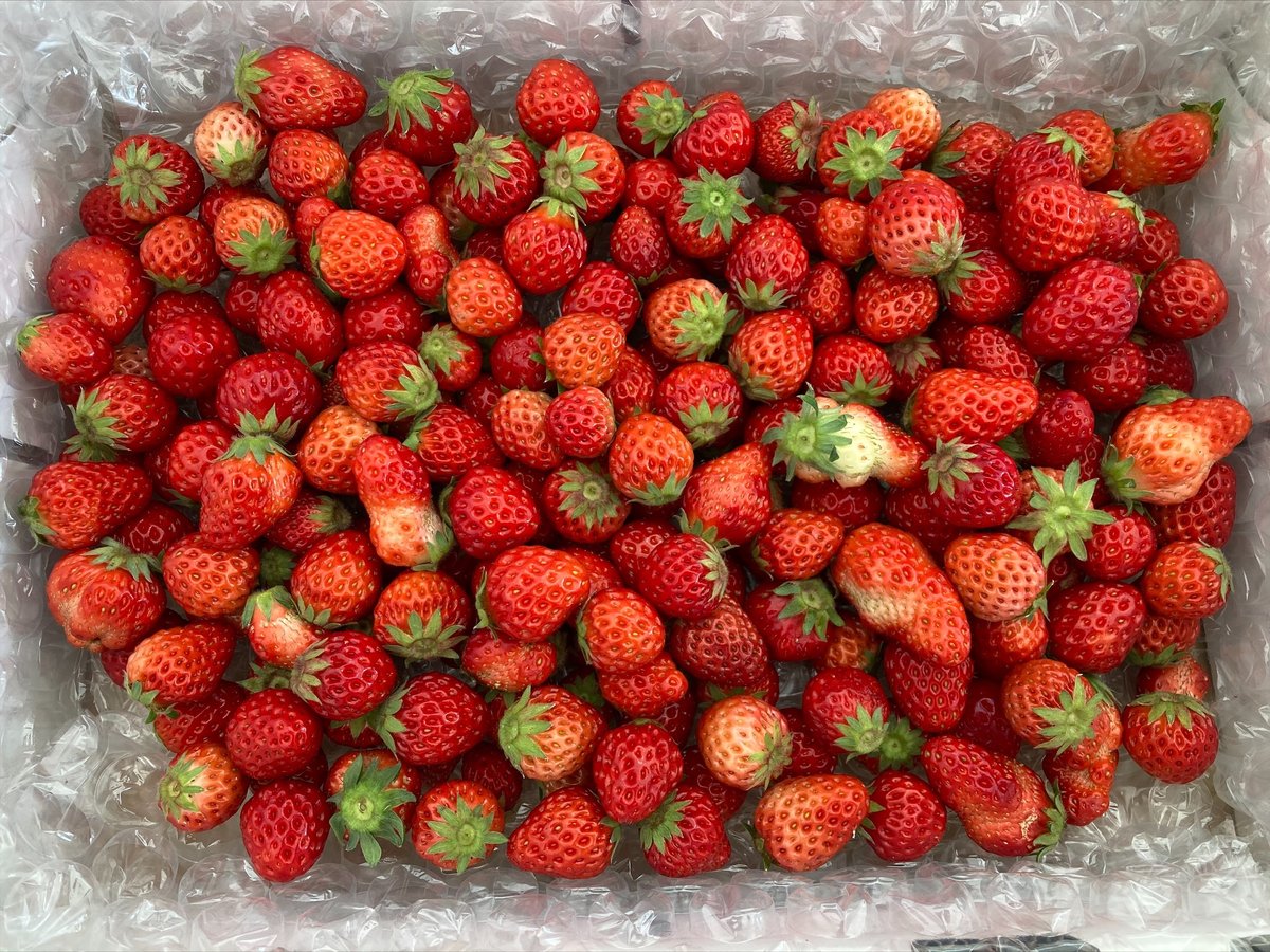 極小粒 2kg✖︎3箱 紅ほっぺ いちご 〜農家直送〜 極小粒 2kg✖︎3箱 紅ほっぺ いちご 〜農家直送〜 極小粒 2kg 紅