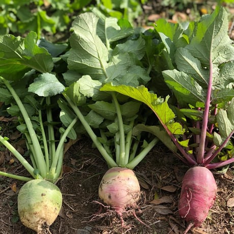 [送料込] 農園直送！松波キャベツなど 野菜5種セット【三浦農園】