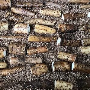 送料込]大阪自然薯「土の輝き」紫紺の箱入り 大阪府熊取町産自然薯