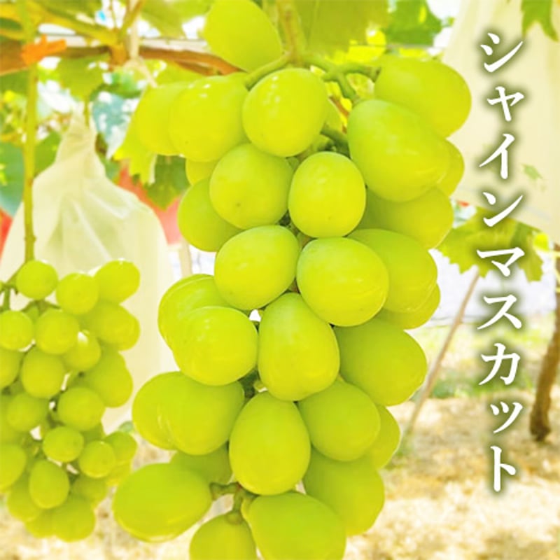 送料込]8月下旬発送開始！皮ごとOKぶどう食べ比べセット(2房)【あさ