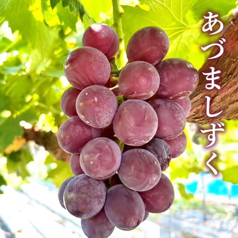 送料込]8月上旬発送開始！早生ぶどうセット(2房)【あさつゆ 愛のぶどう