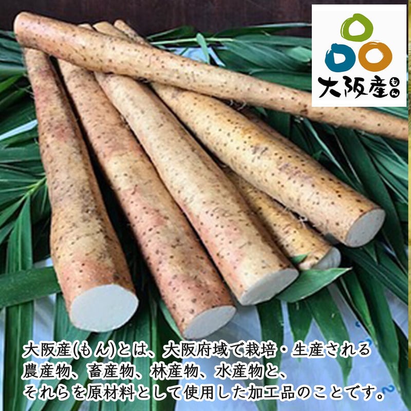 送料込]大阪自然薯「土の輝き」紫紺の箱入り 大阪府熊取町産自然薯