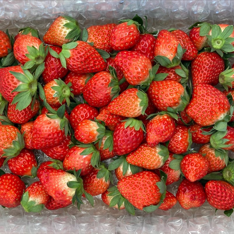 いちご農家生産】いちご苗 紅ほっぺ 40株 【てしまの苗】 紅