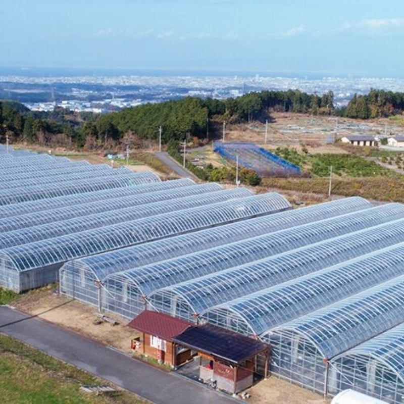 いちごさんページ べっぴんさんいちご