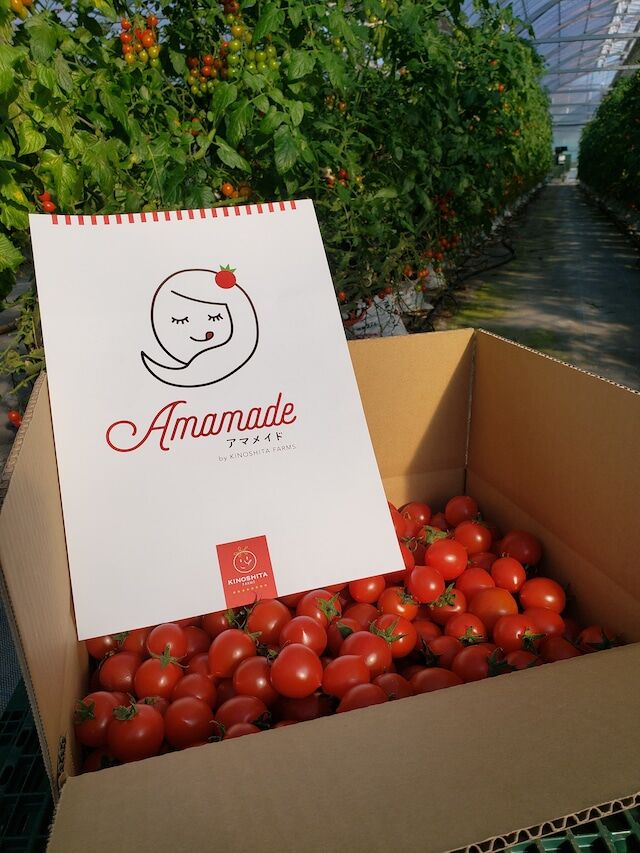 送料込]通年糖度8度以上！ブランドミニトマト 「アマメイド」100
