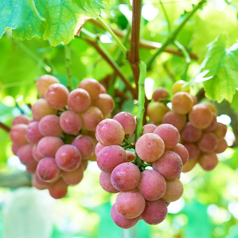 送料込] 8月下旬発送開始！厳選朝採りぶどう詰め合わせセット【田中