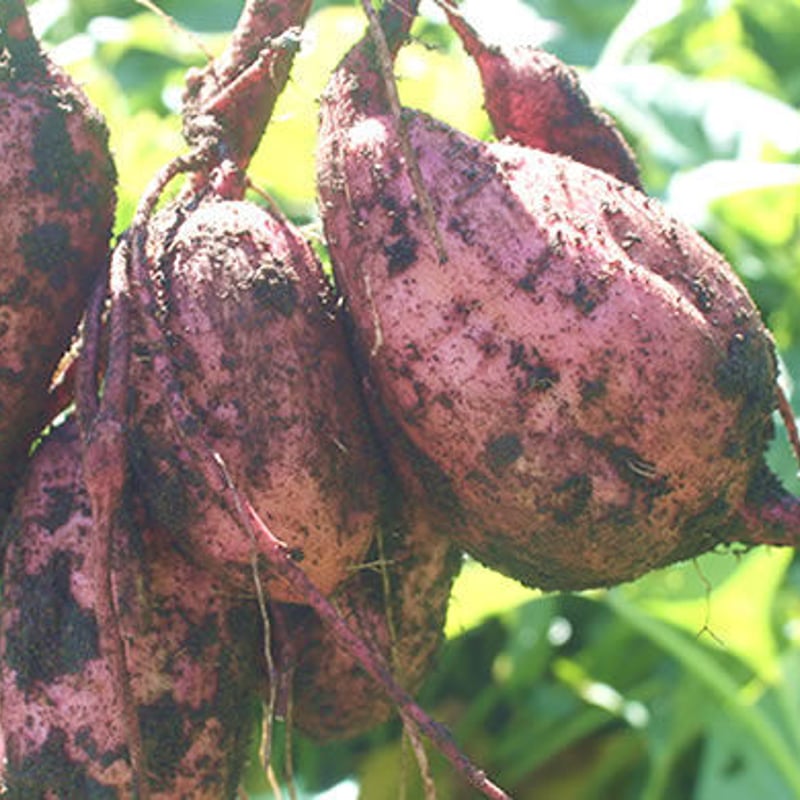 あぶいも 又三郎あめいも 600g | 芋田屋又三郎 オンライン