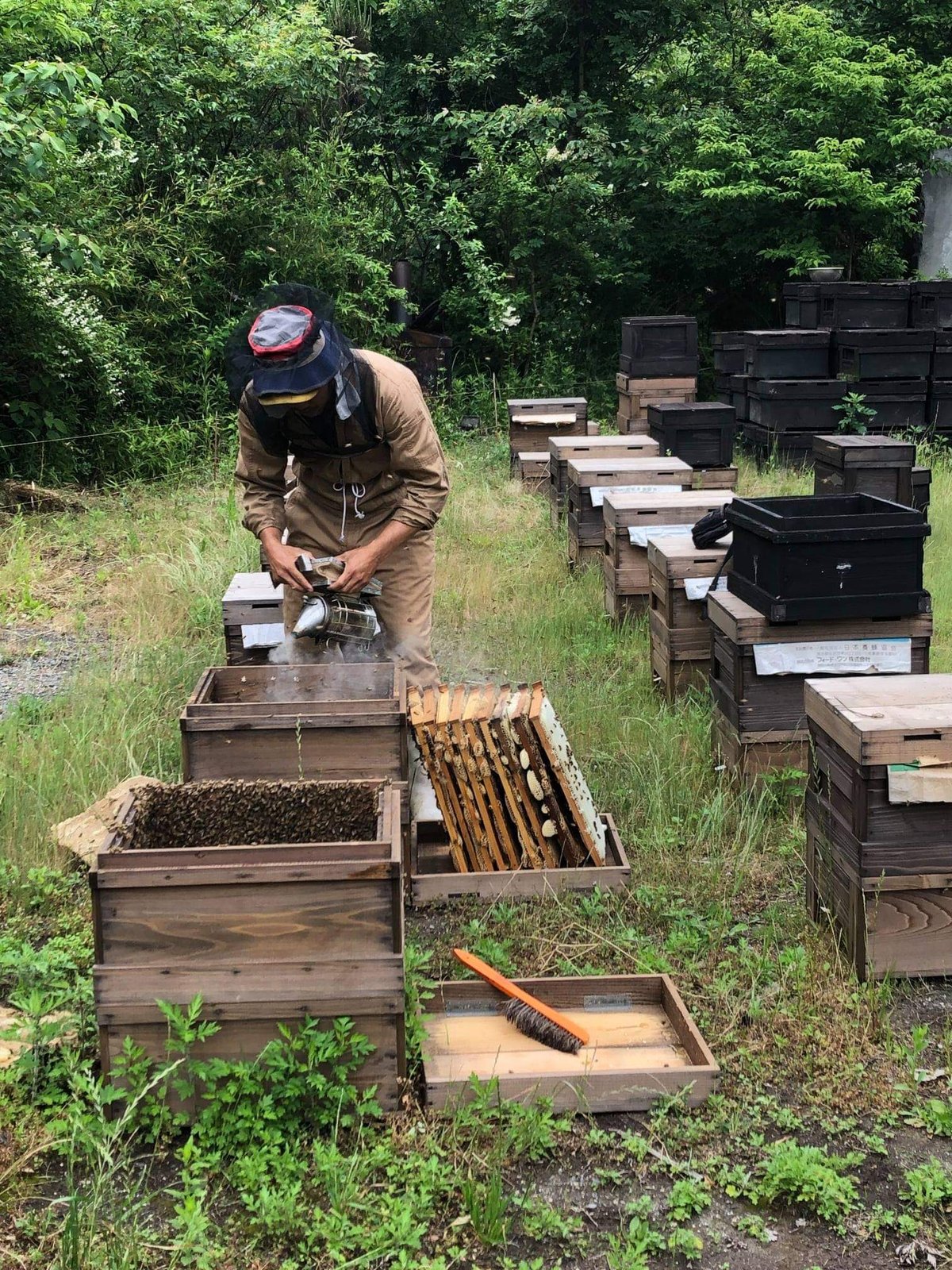 送料込] 国産 純粋はちみつ(各1kg 計2本)【柴田養蜂場