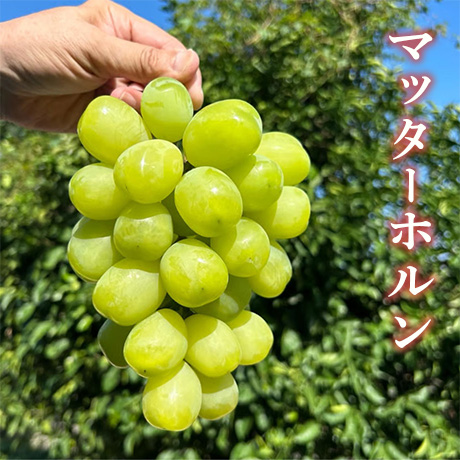 [送料込]8月下旬発送開始！最高ランクのキングセット(マッターホルン・バイオレットキング 2房)【あさつゆ 愛のぶどう園】