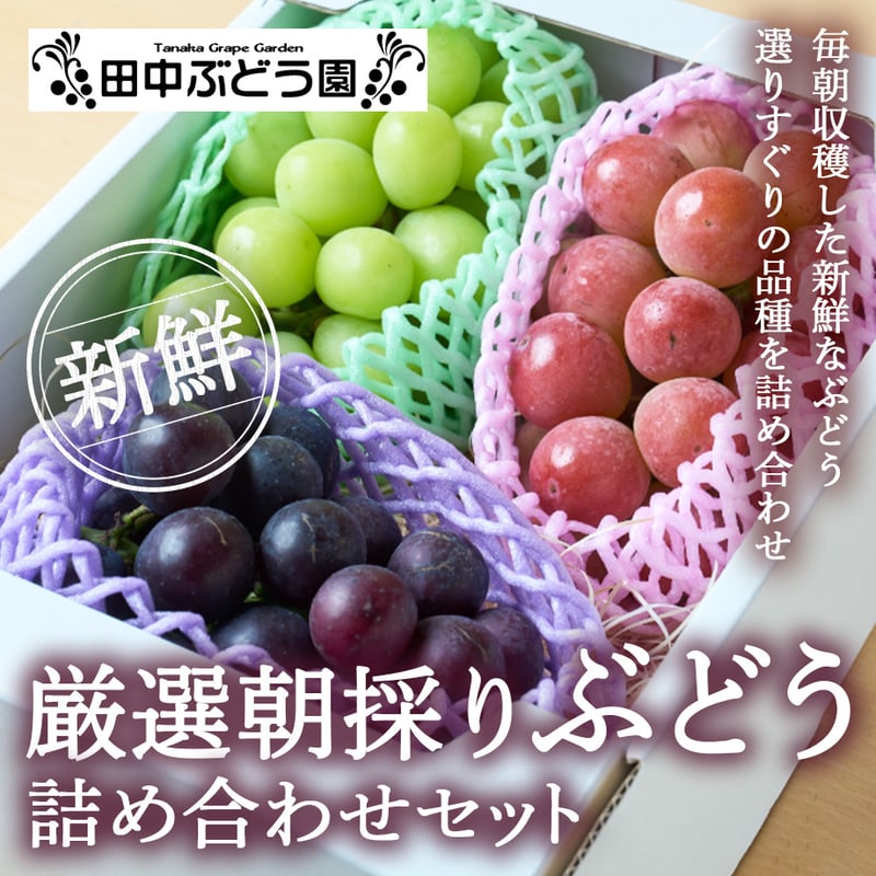 送料込] 8月下旬発送開始！厳選朝採りぶどう詰め合わせセット【田中