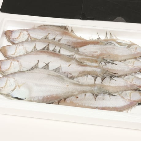 [送料込] 香住漁港直送「干エテカレイ」(8尾 約650g)【香住北よし】