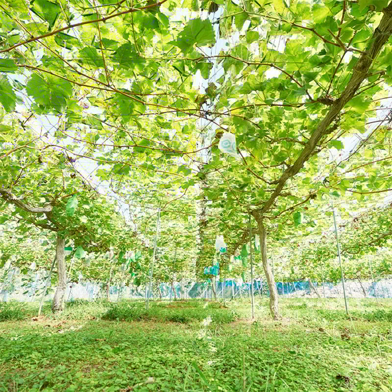 送料込] 9月上旬発送開始！厳選朝採りシャインマスカット【田中ぶどう