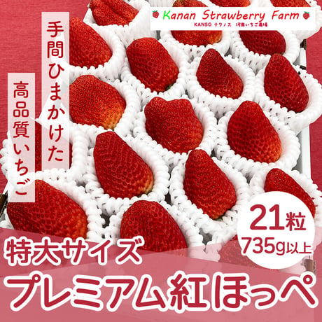 [送料込]プレミアムイチゴ (特大サイズ) 紅ほっぺ(21粒(735g以上))【河南いちご農場】
