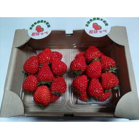 [送料込]甘みと酸味のバランスが抜群 紅ほっぺ(1箱 2パック)【みさをファーム】