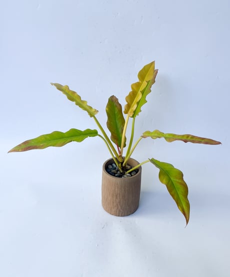 Philodendron 'Golden Crocodile'＋MIRO MADE THIS