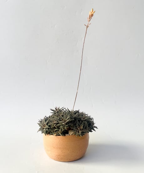 Aloe haworthioides