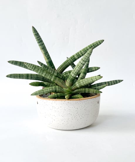 miso苗⭐️(アルバ×メキポル)×アテマ⭐️札付ミソップさん 多肉