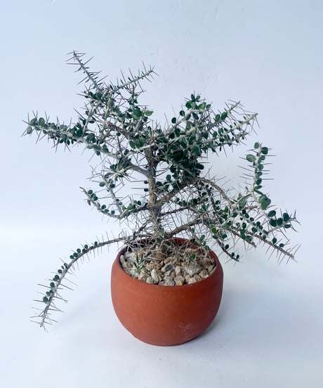 Alluaudia comosa＋CACTUS STORE