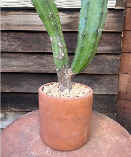 Eriocereus jusbertii＋Mexico pot