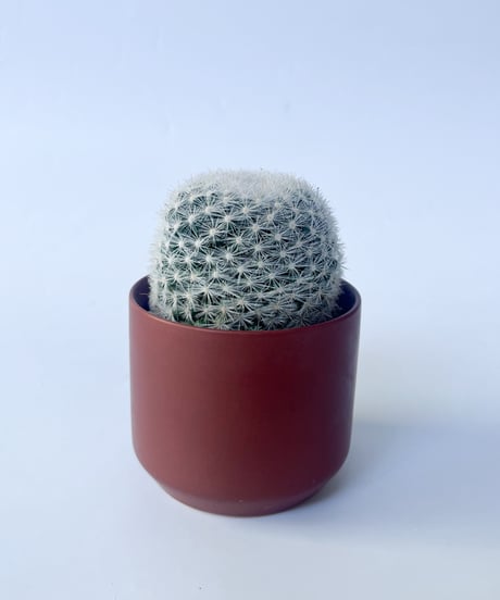 Mammillaria candida var. rosea