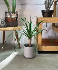 Dracaena draco＋Cylinder pot