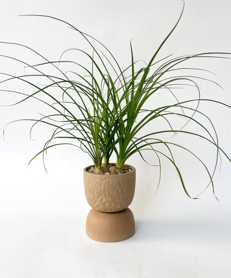 Beaucarnea recurvata＋MIRO MADE THIS