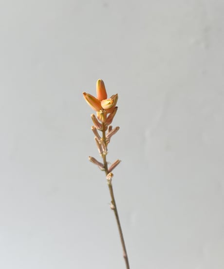 Aloe haworthioides