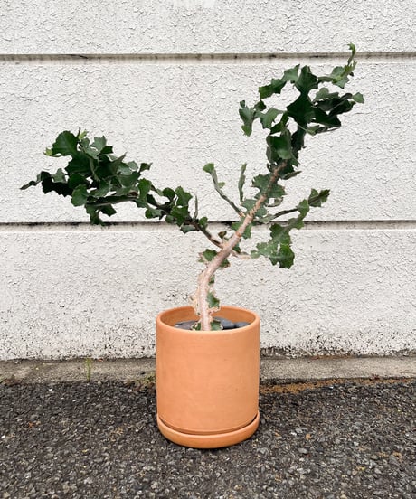 CATEGORY 多肉植物 | Araheamy