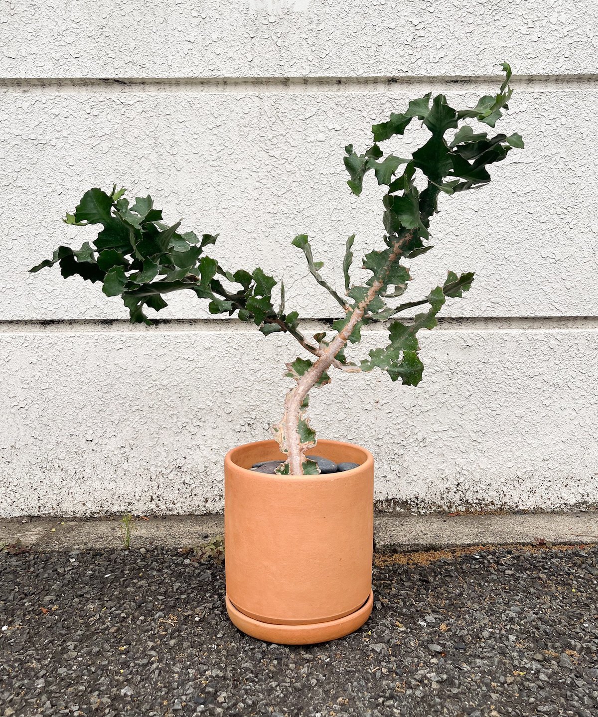 Euphorbia bougheyi+Mexico Waistless pot | Araheamy Euphorbia bougheyi+Mexico Waistless pot | Araheamy