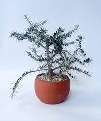 Alluaudia comosa＋CACTUS STORE