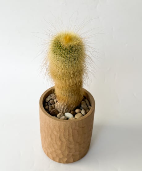 Parodia leninghausii＋MIRO MADE THIS