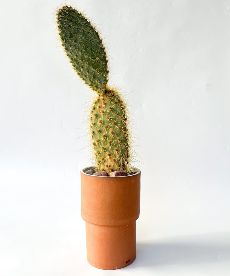 opuntia 'long spine clone' オプンチア サボテン 多肉
