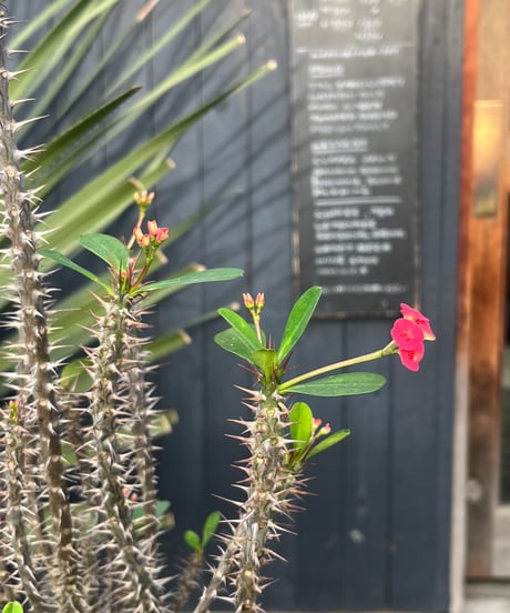 Euphorbia milii＋SHOBU POT