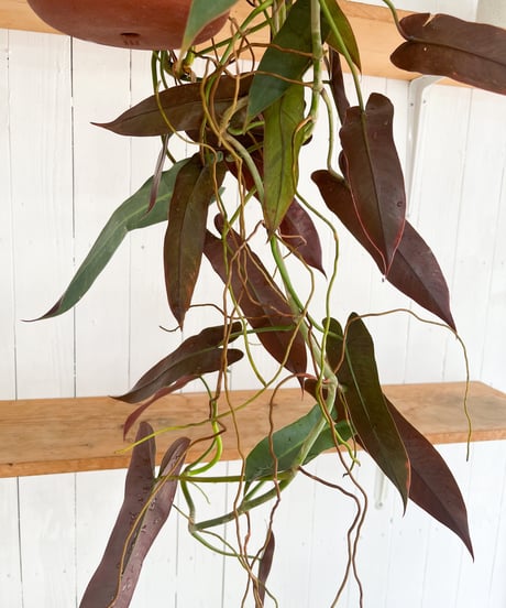 Philodendron atabapoense＋MIRO MADE THIS