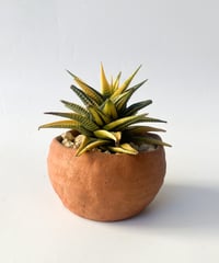 Haworthia limifolia v. schuldtiana f.variegated＋Round pot