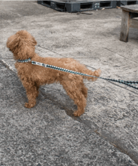 DOG SHORT LEASH (BALMY x TEMBEA)