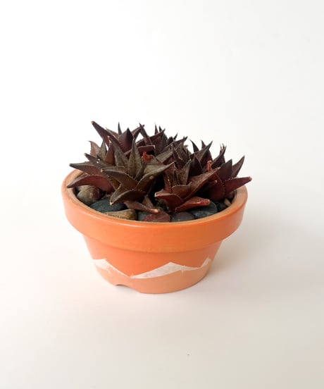 Haworthia tessellata＋Mitsuko Hanyu Pot