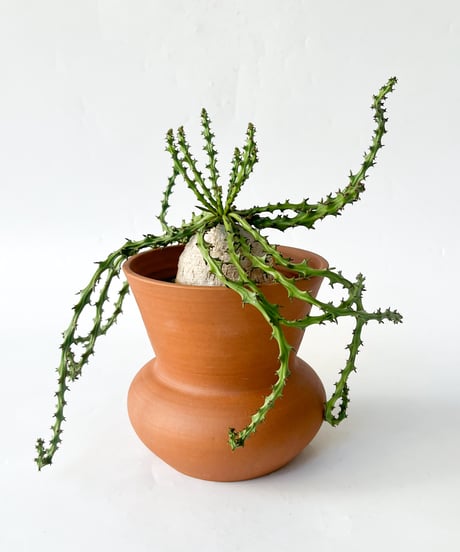 CATEGORY 多肉植物 | Araheamy