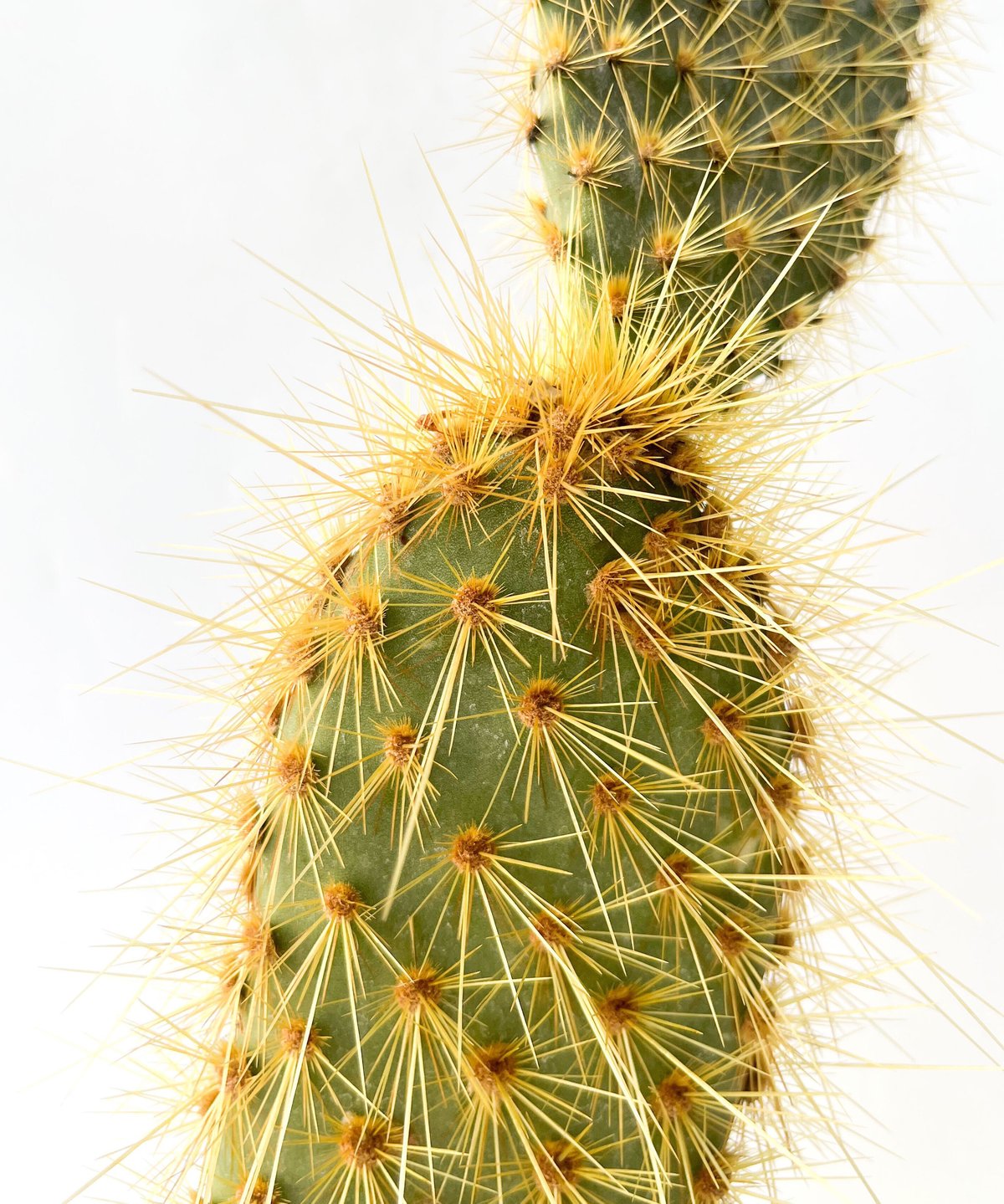 ガラパゴスウチワサボテン 金棘 充実株 Opuntia echios var，gigantea