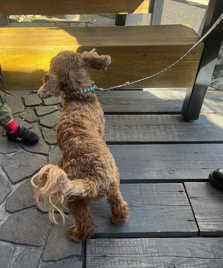 DOG COLLAR (BALMY x TEMBEA)