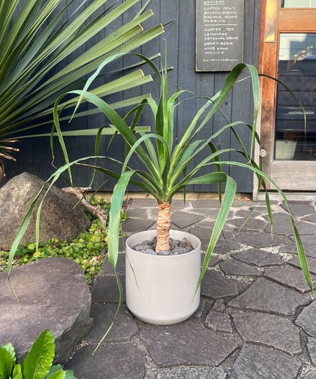 Dracaena draco＋Cylinder pot
