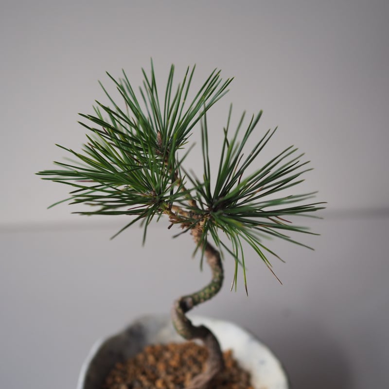 黒松（クロマツ）K サイズ：W12cm×H23cm | 榊麻美植物研究所