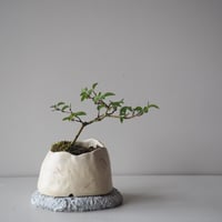 熊柳　サイズ：Ｗ16cm×Ｈ14cm
