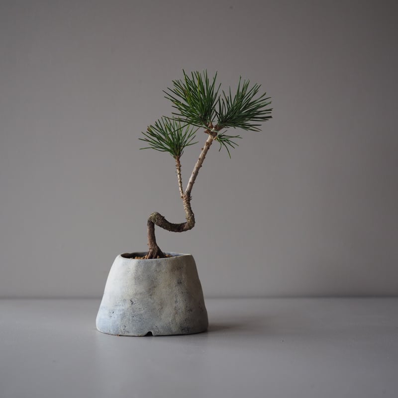 黒松（クロマツ）D サイズ：W17cm×H24cm | 榊麻美植物研究所