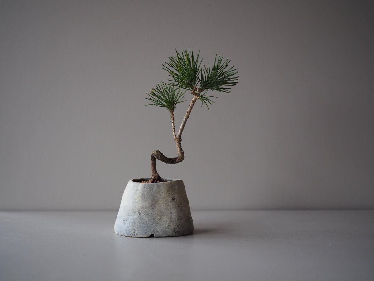 黒松　将来楽しみです 黒松（クロマツ）D サイズ：W17cm×H24cm | 榊麻美植物研究所