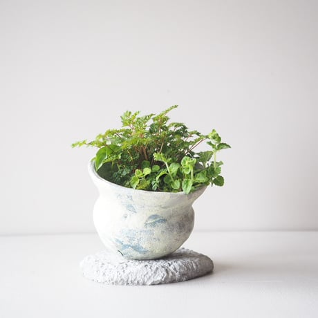 那智泡盛升麻・立浪草・乙女ギボウシ　サイズ：Ｗ13cm×Ｈ14cm