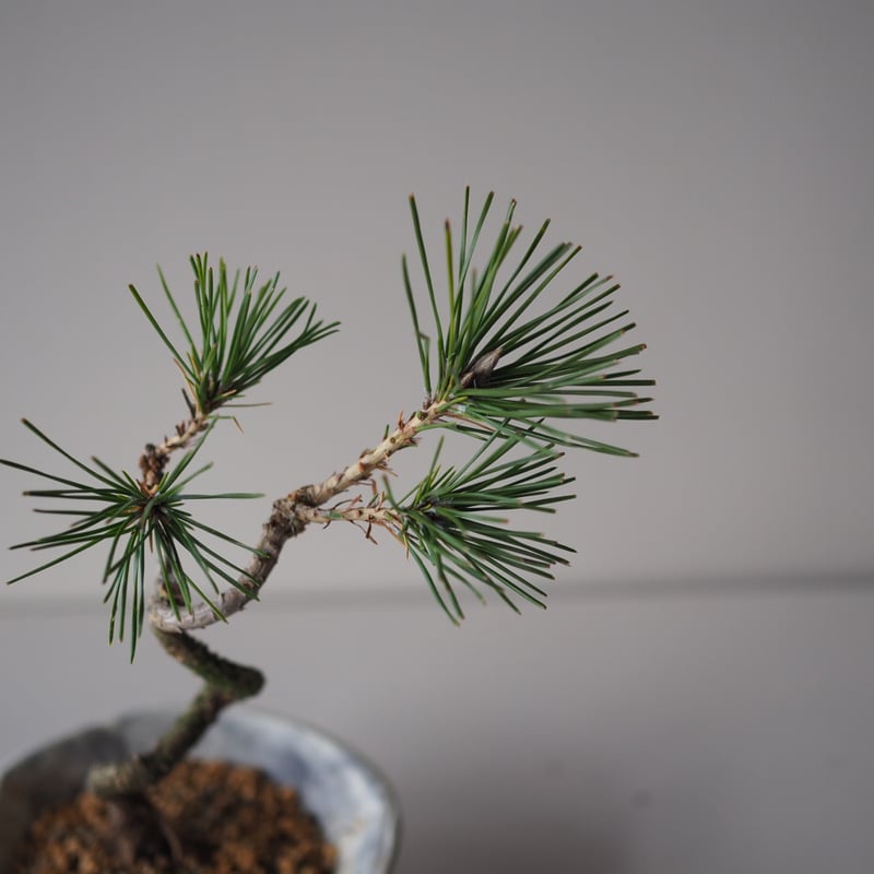 黒松（クロマツ）J サイズ：W19cm×H24cm | 榊麻美植物研究所